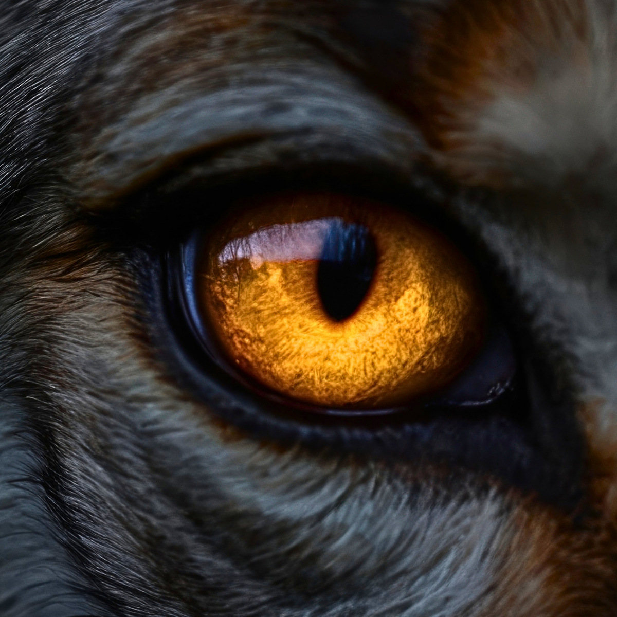 Wild Hunt